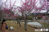 萩城跡の梅