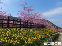 上関城山歴史公園のラッパ水仙