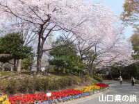 永源山公園のチューリップと桜