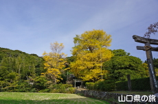 御山神社のイチョウ