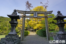 御山神社のイチョウ