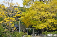 御山神社のイチョウ