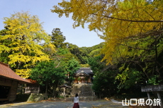 御山神社のイチョウ