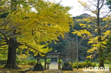 御山神社のイチョウ