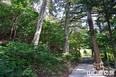 御山神社樹林