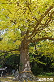 御山神社のイチョウ