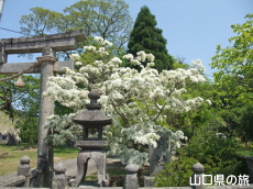 鶴ヶ嶺八幡宮のなんじゃもんじゃ