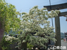 鶴ヶ嶺八幡宮のなんじゃもんじゃ
