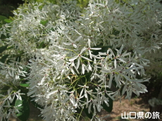鶴ヶ嶺八幡宮のなんじゃもんじゃ