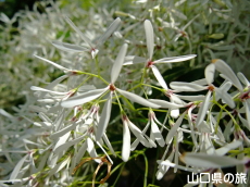 鶴ヶ嶺八幡宮のなんじゃもんじゃ