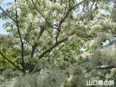 鶴ヶ嶺八幡宮のなんじゃもんじゃ