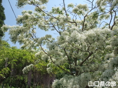 鶴ヶ嶺八幡宮のなんじゃもんじゃ