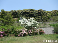 なんじゃもんじゃ