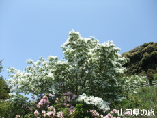 なんじゃもんじゃ