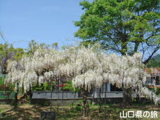 鶴ヶ嶺八幡宮の藤棚