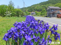 宇生賀のシベリアアヤメ