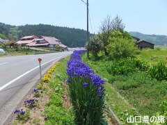 宇生賀のシベリアアヤメ