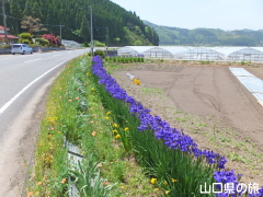 宇生賀のシベリアアヤメ