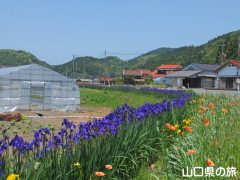 宇生賀のシベリアアヤメ