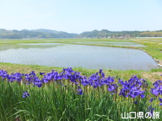 宇生賀の田園風景