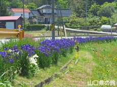 宇生賀のシベリアアヤメ