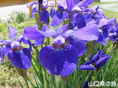 宇生賀のシベリアアヤメ