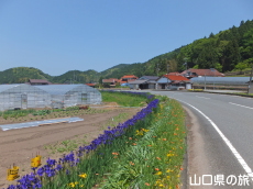 宇生賀のシベリアアヤメ