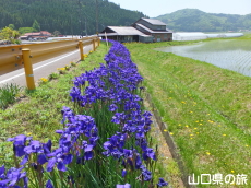 宇生賀のシベリアアヤメ