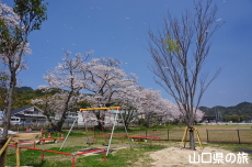 グリーンパークあぶの桜