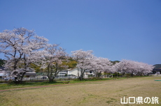 グリーンパークあぶの桜
