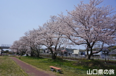 グリーンパークあぶの桜