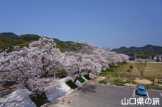 グリーンパークあぶの桜