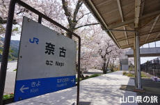 奈古駅の桜