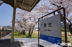 奈古駅の桜