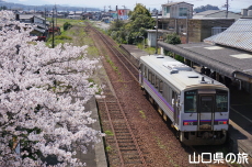 奈古駅の桜