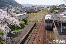 奈古駅の桜