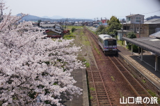 奈古駅の桜
