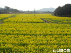 菜の花の里