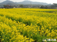菜の花の里