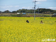菜の花の里