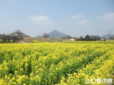 菜の花の里
