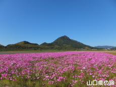 �H��񓇂̃R�X���X��