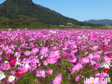 �H��񓇂��R�X���X