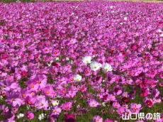 �H��񓇂̃R�X���X��