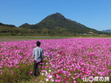 �H��񓇂̃R�X���X��