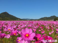 秋穂二島のコスモス畑