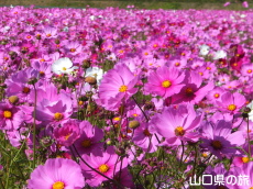 秋穂二島のコスモス畑