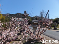 赤崎神社の梅