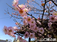赤崎神社の梅
