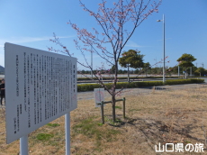 道の駅きららあじすの薄寒桜